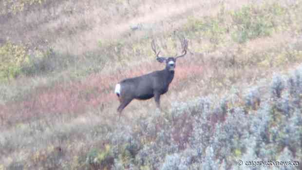 Alberta uses hunters to reduce deer numbers in effort to slow spread of debilitating disease