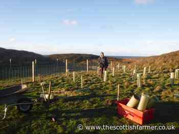 Community-owned croft boost on Colonsay - The Scottish Farmer