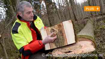 Massenhaft tote Eschen in Augsburg: Was mit dem ganzen Holz passiert - Augsburger Allgemeine