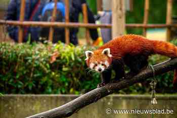 Planckendael laat zieke rode panda Phentok en haar pasgeboren jongen inslapen