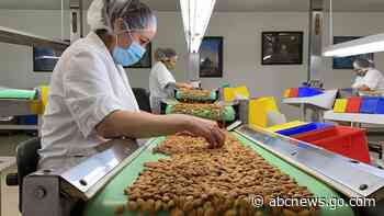 California drought takes toll on world's top almond producer
