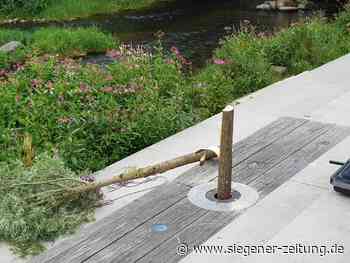 Staatsschutz eingeschaltet (Update: Video): "Kunstaktion" endet mit "Baumopferung" am Siegufer - Siegener Zeitung