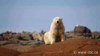 'It bit me on my neck and I blacked out': Man recalls last week's polar bear attack in Nunavut
