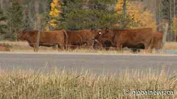 Blood Tribe finalizing cattle, natural gas settlements in excess of $165M from feds