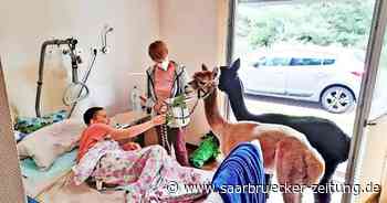 Alpakas kommen ins Fliedner Hospiz Neunkirchen - Saarbrücker Zeitung