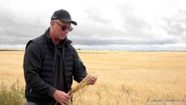 'A rollercoaster ride': Rain brings brief relief for Alberta farmers during devastating growing season