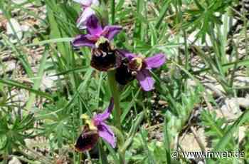 Bei Hardheim gibt es eine einzigartige Orchideenwelt zu bestaunen - Hardheim - Nachrichten und Informationen - Fränkische Nachrichten