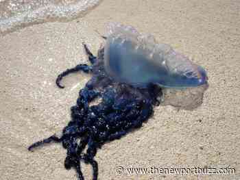 Portuguese Man o' War spotted at Rhode Island beaches - Newport Buzz