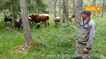 Durch den Augsburger Stadtwald zieht jetzt eine besondere Rinderherde
