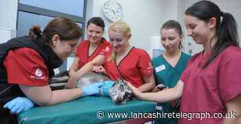 Blackburn: Dogs needed for blood donations to save lives