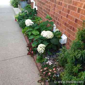 GARDEN GURU: Scarborough gardener recalls her Trinidadian roots - Toronto Star