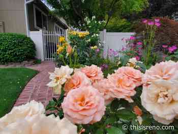 Garden tour this weekend benefits Master Gardener Program - ThisisReno
