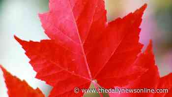 Master Gardener: August weather, gypsy moths and dropping leaves creating maple tree woes - The Daily News Online