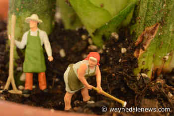 AUGUST GARDENING DO & DON'T LIST - Green-Thumb Gardener - The Waynedale News