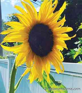 Ask Master Gardener: Hair Clippers and Falling Flowers - Ohionewstime.com