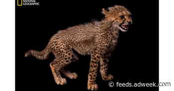 National Geographic Social Campaign Takes Aim at Cheetah Cub Trafficking
