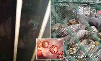 New study finds animals known to be infected with coronaviruses sold at Wuhan wet market for years