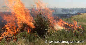 Fire officer: Consider growing-season burns to manage rangeland