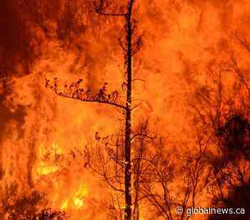 Large forest fire in northern New Brunswick 80 per cent contained - Global News