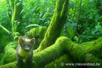 GroenRand gaat 2022 uitroepen tot Jaar van de Boommarter