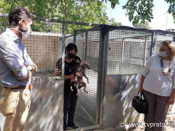 Prato accoglie dieci dei cuccioli maltrattati in un canile abusivo in Garfagnana. L'appello del Comune: “Adesso hanno bisogno di una famiglia” FOTO e VIDEO - tvprato.it