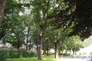 Plan om groen weg te halen tegen rattenoverlast verdeelt Sittardse buurt - De Limburger