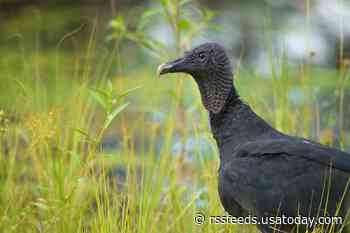 Black vultures are eating cows alive. Now some farmers can legally shoot the protected birds.
