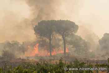A quelques jours des vendanges, les viticulteurs varois victimes de l'incendie se disent "anéantis", "dévastés"