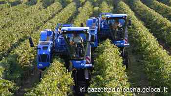 Modena, vendemmia sotto stress per siccità: quantità ridotte - La Gazzetta di Modena