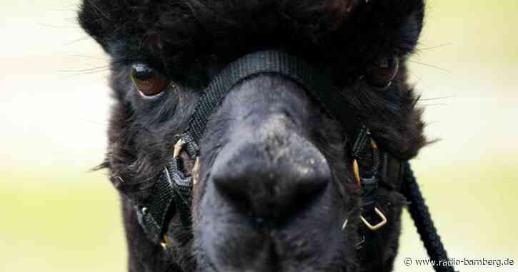 Londoner Gericht: Alpaka «Geronimo» soll sterben