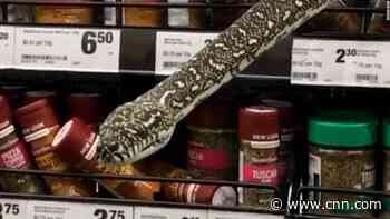 Grocery shopping turns into snake rescue in Australia