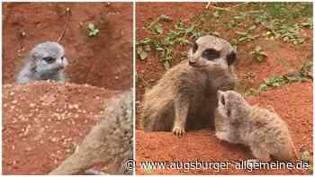 Erdmännchen-Nachwuchs im Ulmer Tiergarten: "Ganz vernarrt in das kleine Fellknäuel"