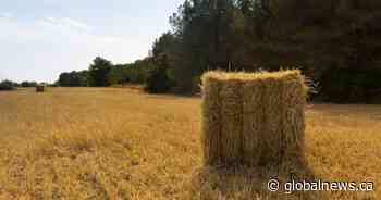 $10K worth of hay bales set to be donated to Alberta SPCA stolen from provincial park