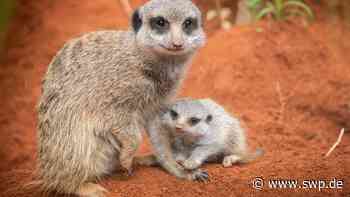 Jubel über Nachwuchs im Tiergarten Ulm: Fellknäuel mit den großen Augen entzückt alle - SWP