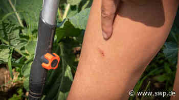 Gute Bedingungen für Mücken in der Region Ulm: Das große Jucken: Mücken und Bremsen schlagen zu - SWP