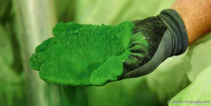 From edible algae packaging to olive stone bioplastic, here's how 7 startups are fighting plastic pollution