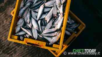 Stop al pesce fresco sulle tavole: da domani c'è il fermo pesca che durerà un mese - ChietiToday