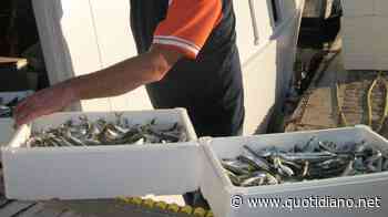 Scatta il 'fermo pesca': "Troppo rigido dopo crack da 500 milioni per la pandemia" - QUOTIDIANO NAZIONALE