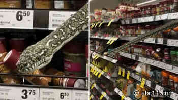 Woman comes face-to-face with 10-foot-long snake in Australia supermarket: video