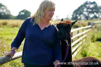 Owner of condemned alpaca Geronimo vows to 'fight on' - St Helens Star