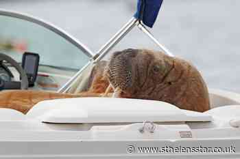 Wally the Walrus continues tour of the Wild Atlantic Way - St Helens Star