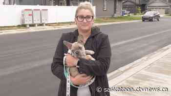 'It just takes one bite': Saskatoon dog owner says leaving foxtails to landowners not enough - CTV News Saskatoon