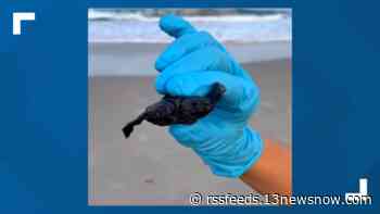 Two heads are better than one | Two-headed sea turtle found on Cape Hatteras on Outer Banks