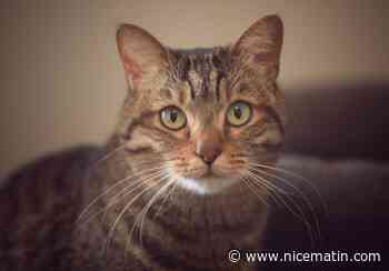 A Caen, un tortionnaire de chats déclaré irresponsable lors de son procès en appel