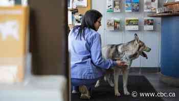 Shortage of veterinarians across Alberta causing burnout, stress on industry
