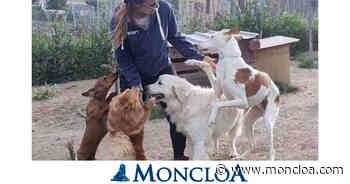 las ventajas de que las mascotas estén como en casa, libres y sin jaulas - MONCLOA.COM