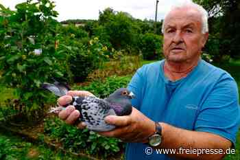 78-jähriger Brieftaubenzüchter verliert Pachtgarten in Friesen - Freie Presse