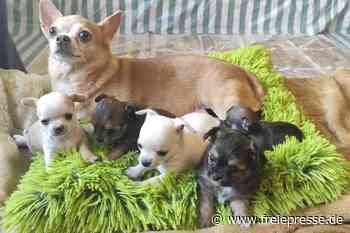 Plauener Hunde-Drama landet vor Chemnitzer Gericht - Freie Presse