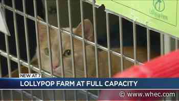 Lollypop Farm, Verona Street Animal Society, experiencing crowding