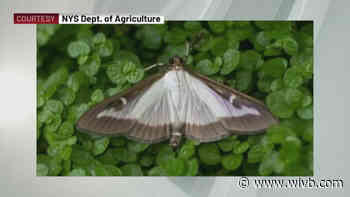 Invasive Box Tree Moth found in Niagara County